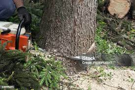 Best Palm Tree Trimming  in Crystal Lake, IL