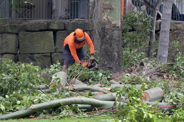 Trusted Crystal Lake, IL Tree Removal Experts